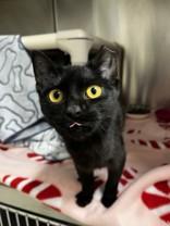 Enlarge Agatha, an adoption pending Domestic Short Hair in Whitby, ON image 2/3