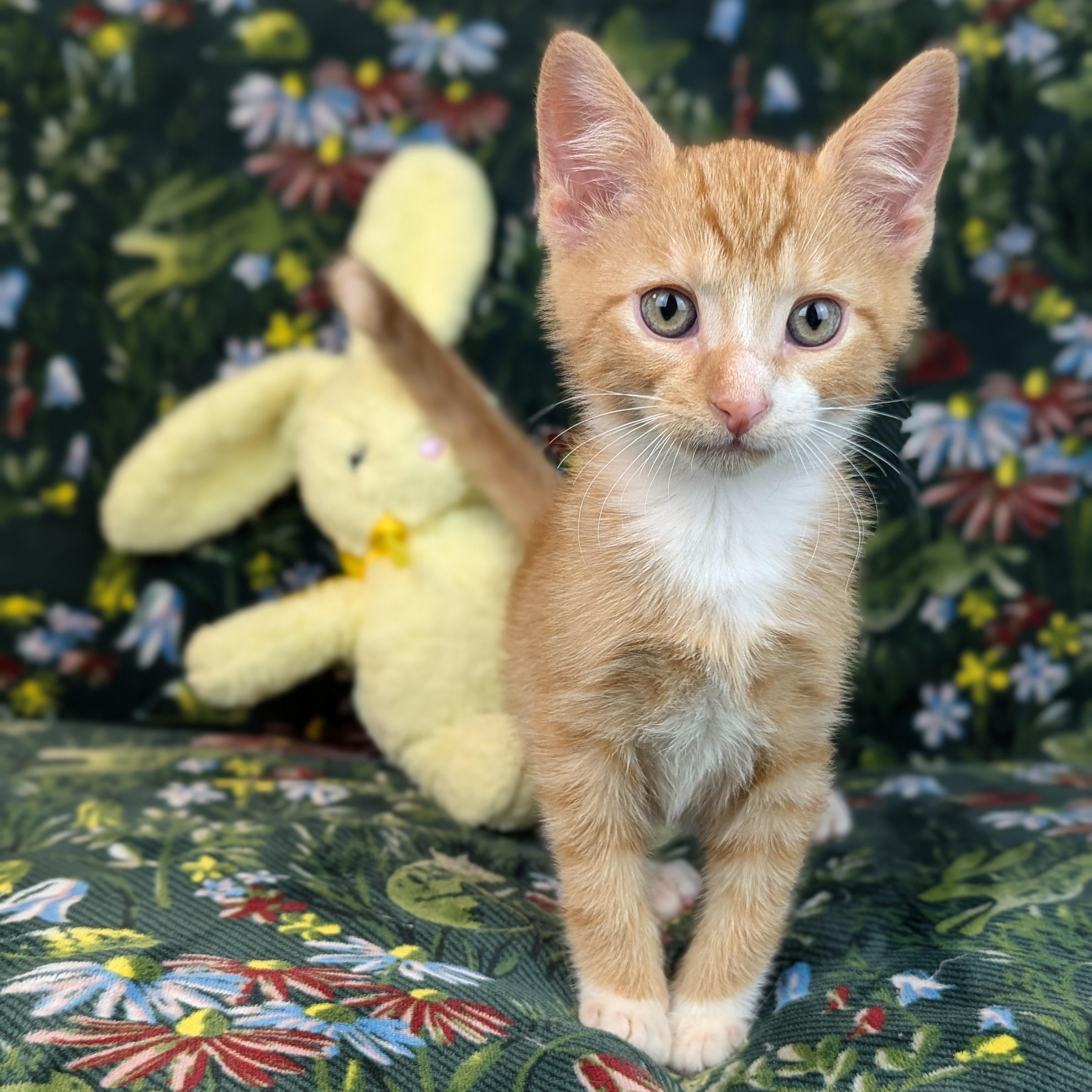 Apricot (The Fruitlets) Domestic Short Hair Cat