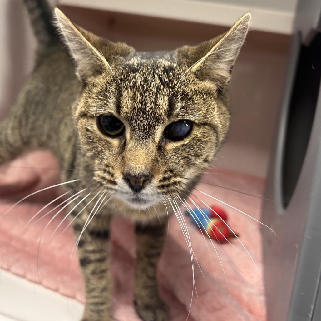 Polly, a Adoptable Domestic Short Hair in Watertown, NY image 2/4
