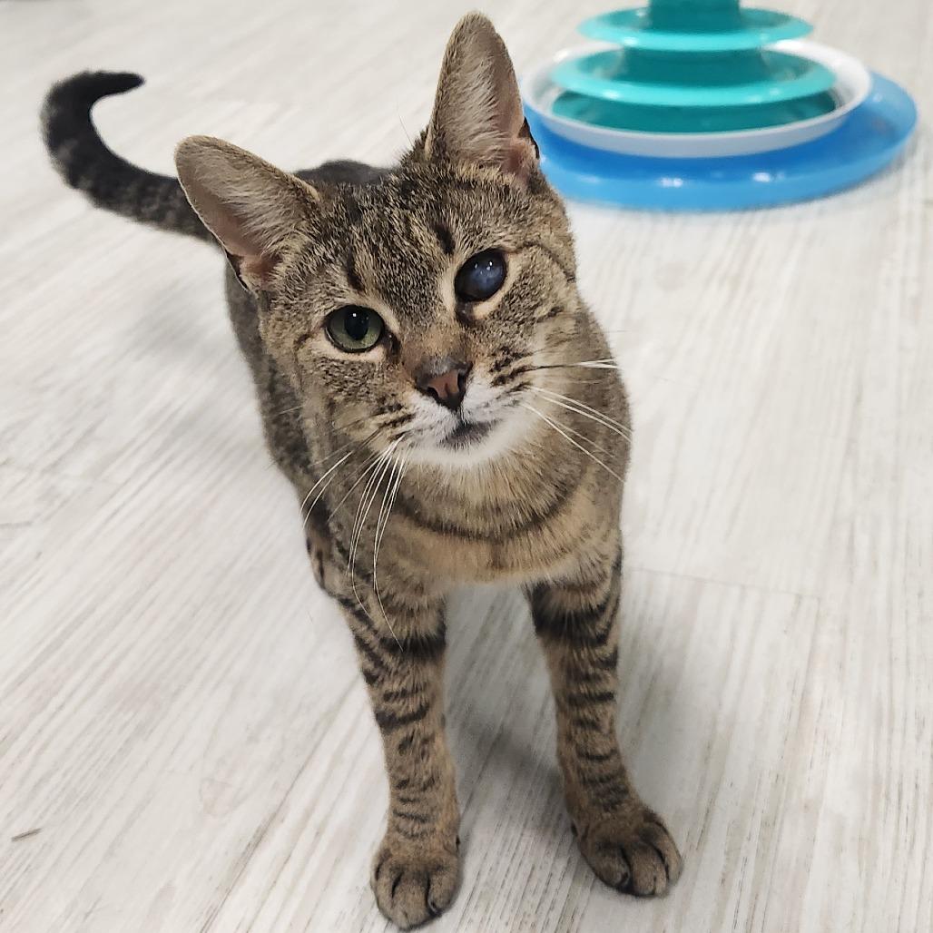 Polly, a Adoptable Domestic Short Hair in Watertown, NY image 3/4