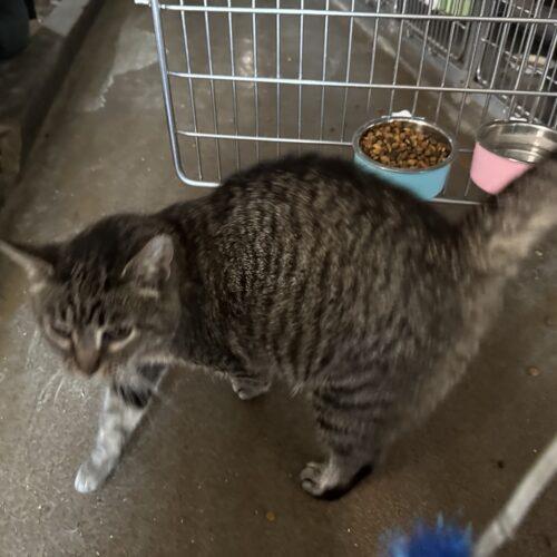 Nativity, a Adoptable Domestic Short Hair in Tipp City, OH image 1/5