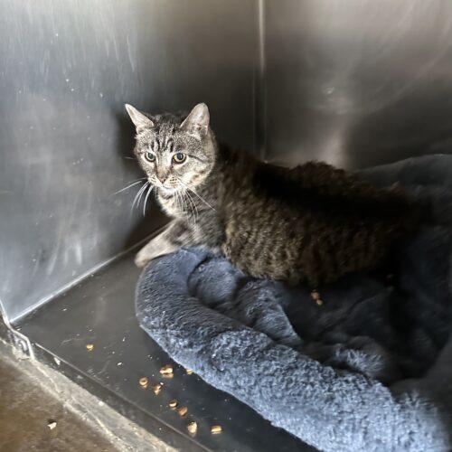 Nativity, a Adoptable Domestic Short Hair in Tipp City, OH image 2/5