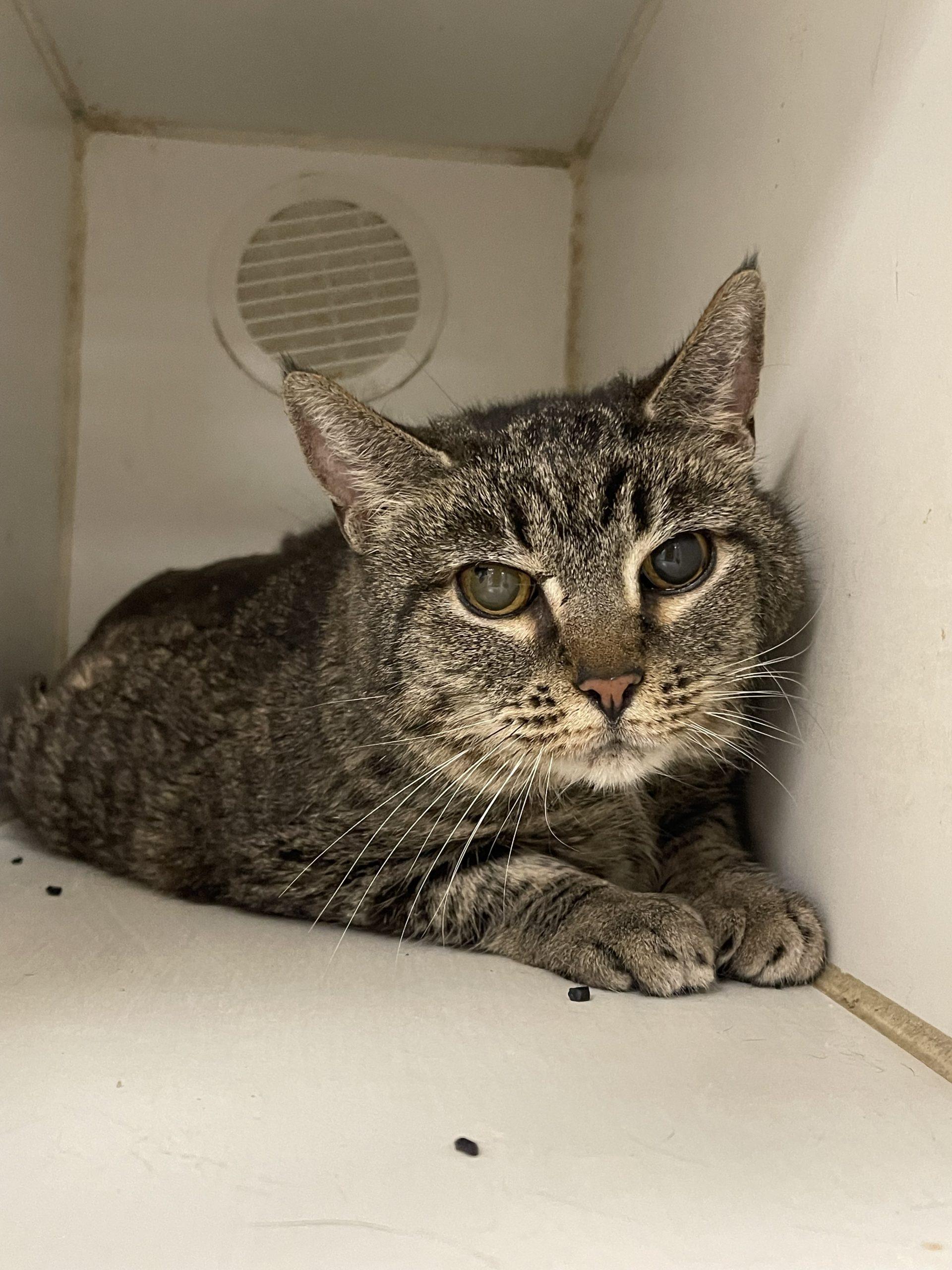 Enlarge Nativity, a Adoptable Domestic Short Hair in Tipp City, OH image 3/6