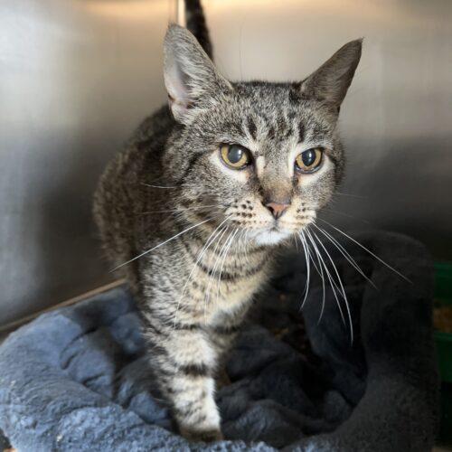 Nativity, a Adoptable Domestic Short Hair in Tipp City, OH image 4/5