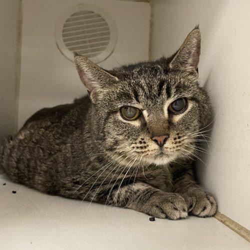 Nativity, a Adoptable Domestic Short Hair in Tipp City, OH image 3/5