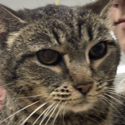 Nativity, a Adoptable Domestic Short Hair in Tipp City, OH image 5/5