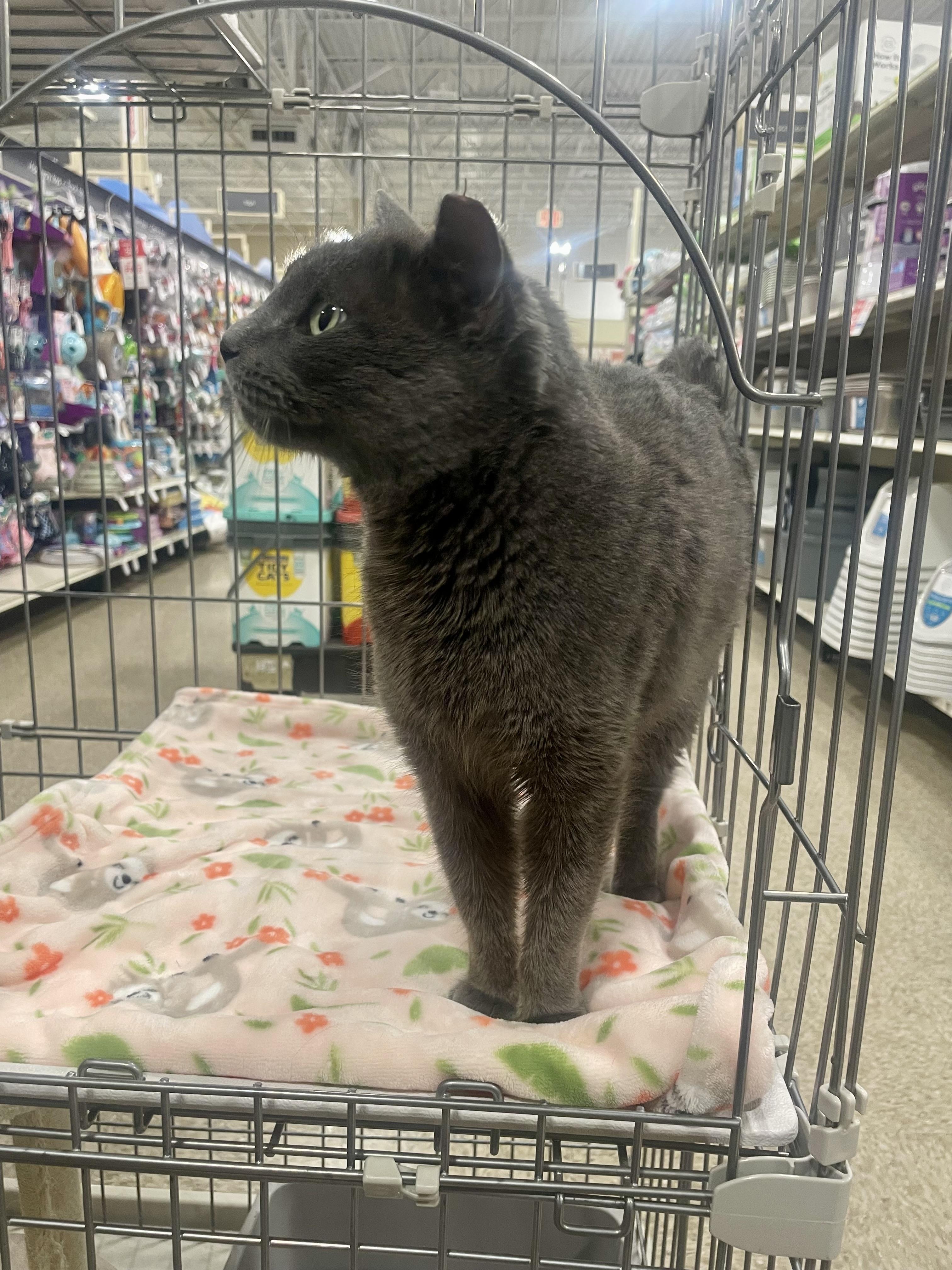 Ellie, a ADOPTABLE mixed breed in Goodyear, AZ image 3/4