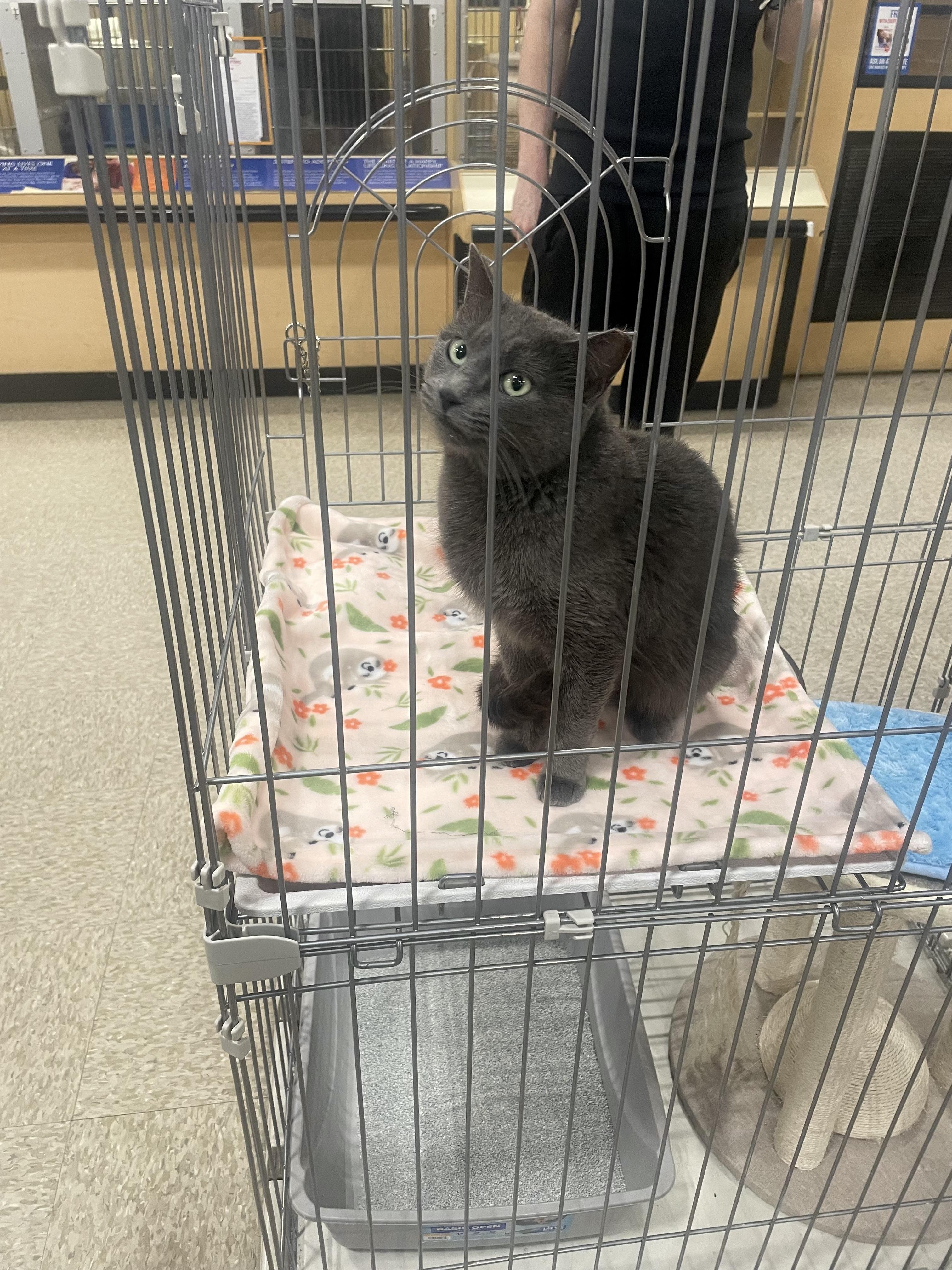 Ellie, a ADOPTABLE mixed breed in Goodyear, AZ image 2/4