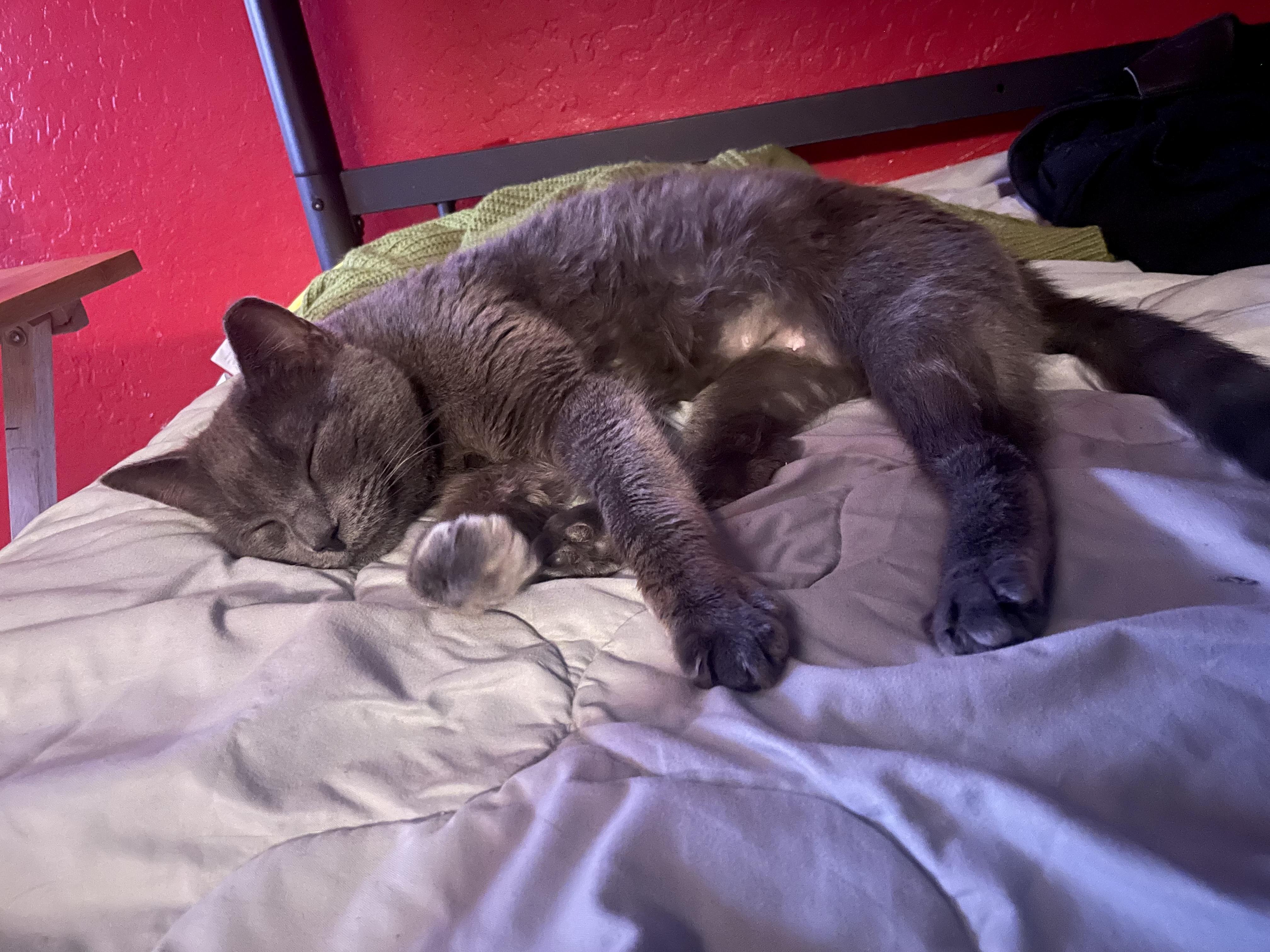 Ellie, ADOPTABLE, Adult Female Russian Blue & Domestic Short Hair.