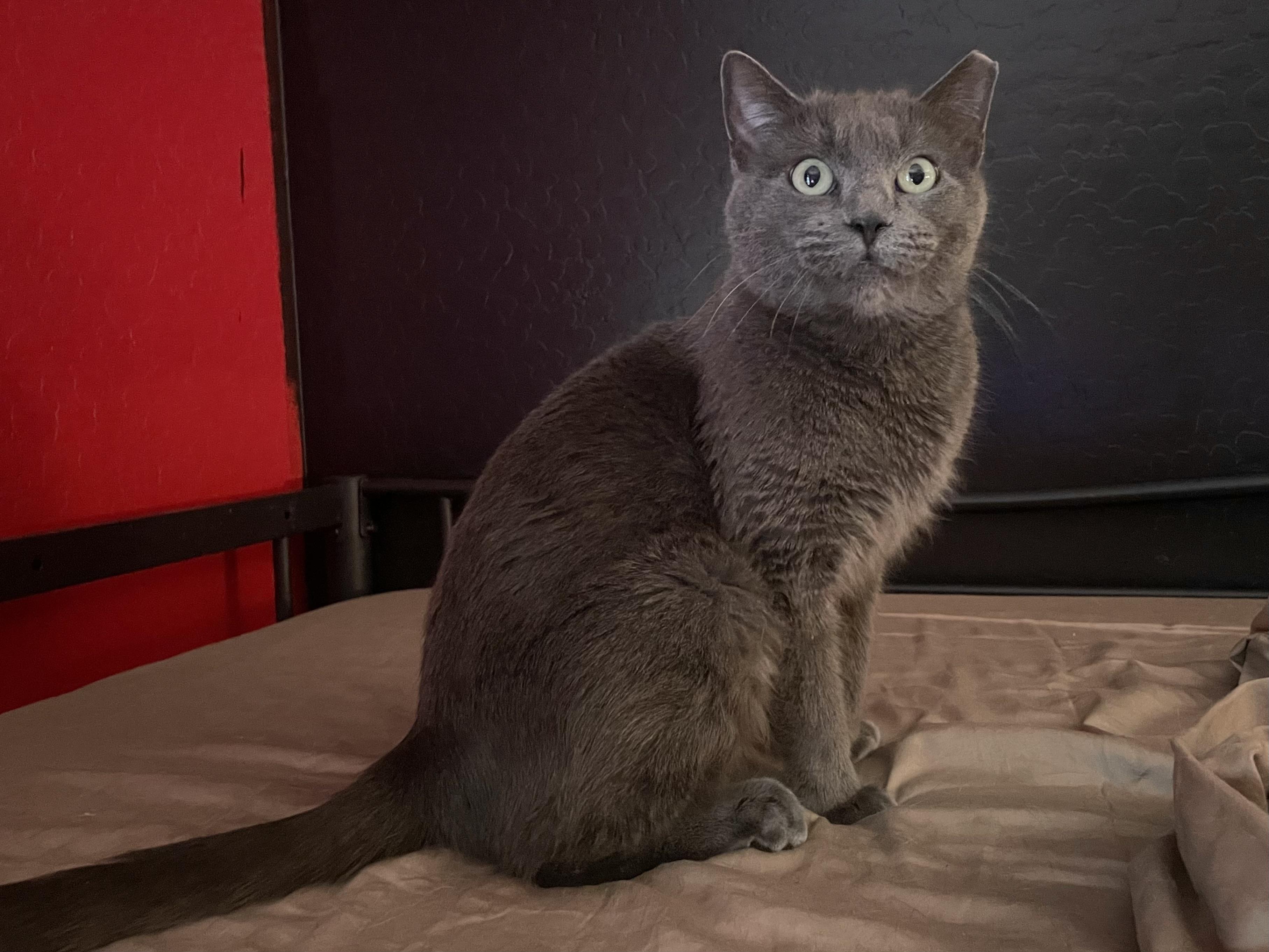 Ellie, a ADOPTABLE mixed breed in Goodyear, AZ image 4/4