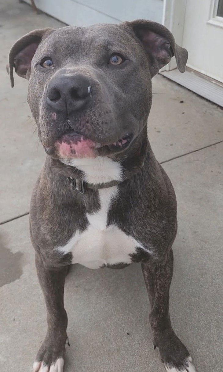 Horatio, Adopted, Adult Male Pit Bull Terrier.