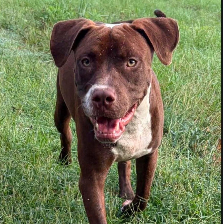 Johnny BARKman, Adoptable, Young Male Mixed Breed.