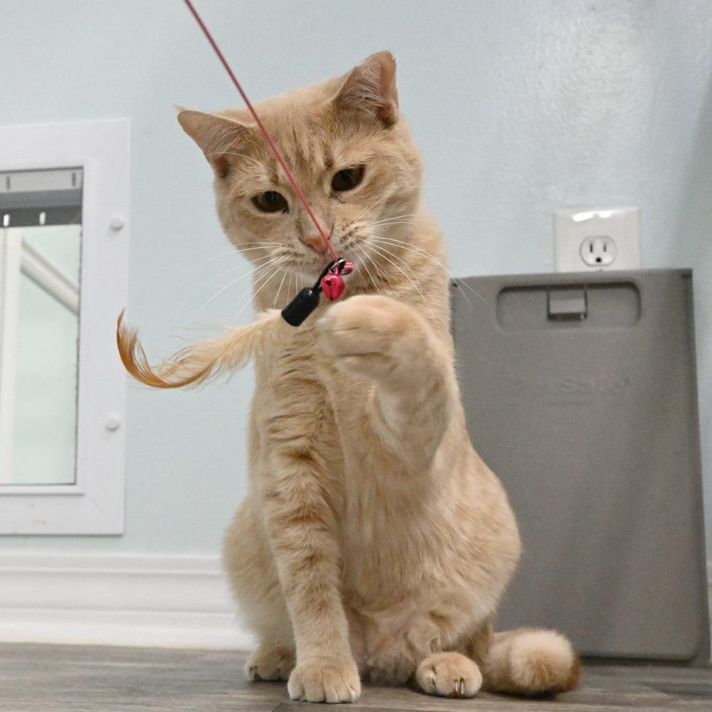 Enlarge Sonny, a Adoptable Domestic Short Hair in Mobile, AL image 1/6