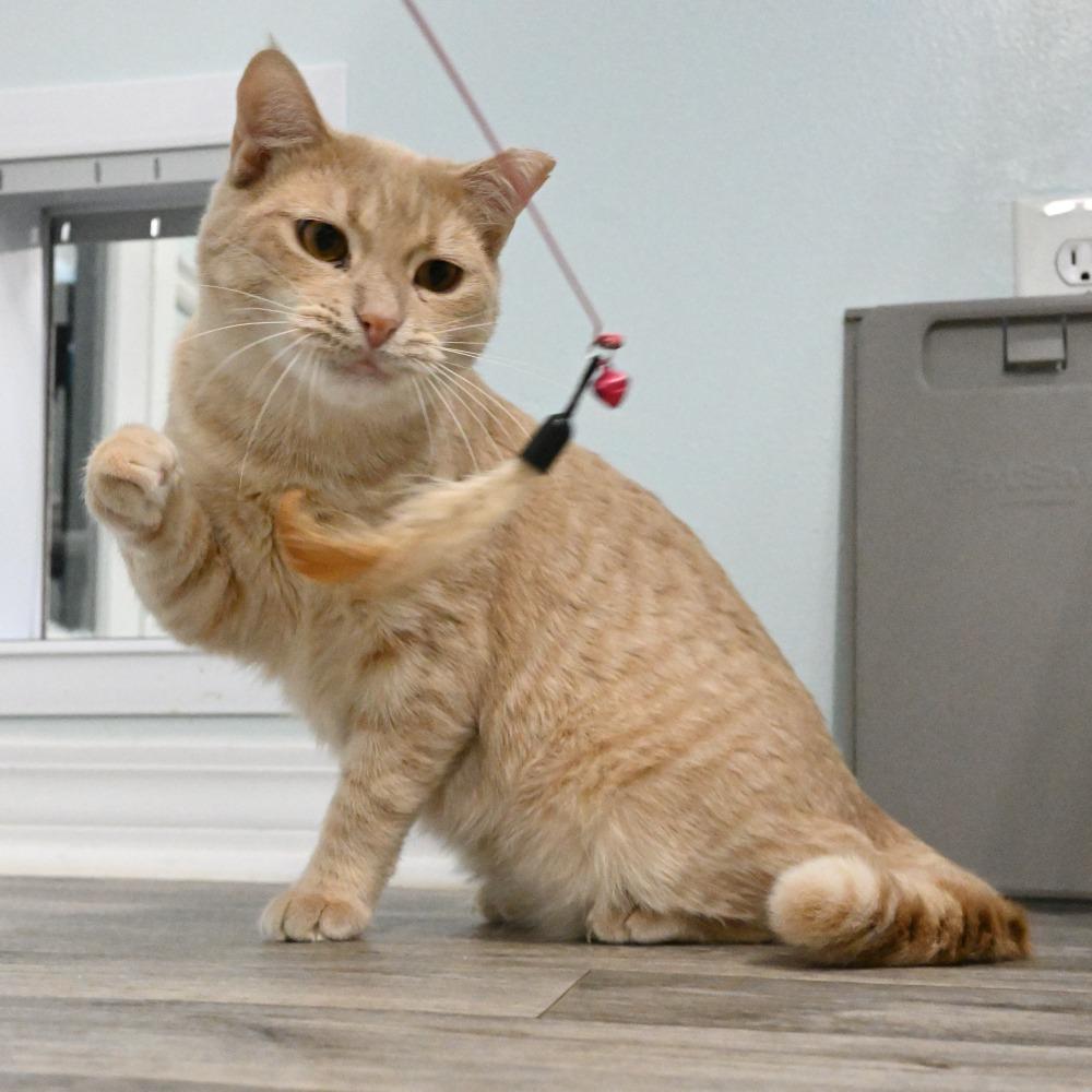 Enlarge Sonny, a Adoptable Domestic Short Hair in Mobile, AL image 2/6