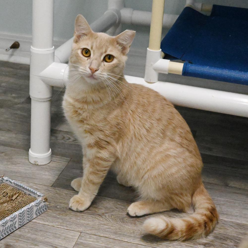 Enlarge Sonny, a Adoptable Domestic Short Hair in Mobile, AL image 3/6