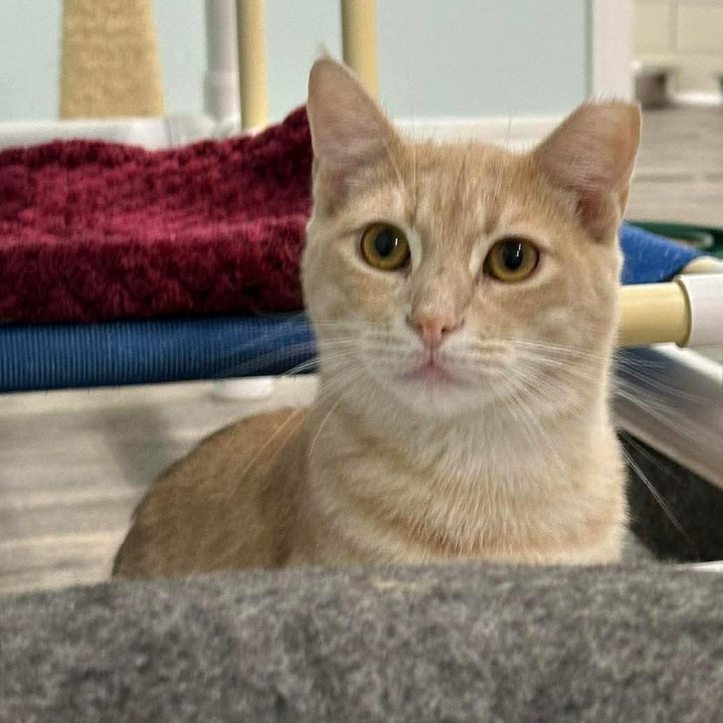 Enlarge Sonny, a Adoptable Domestic Short Hair in Mobile, AL image 4/6