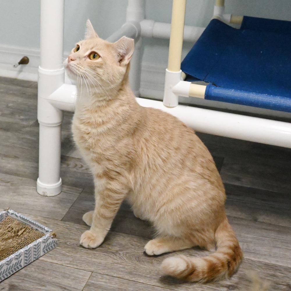Enlarge Sonny, a Adoptable Domestic Short Hair in Mobile, AL image 5/6