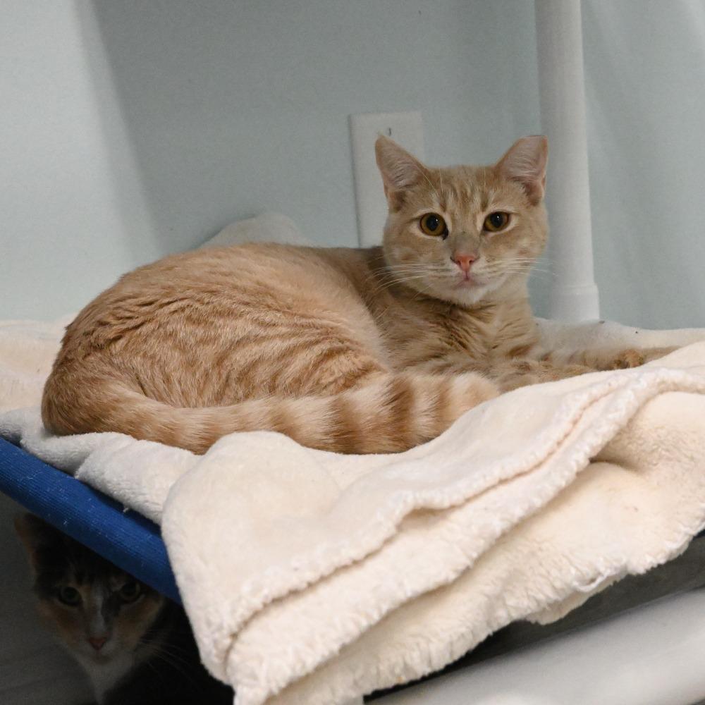 Enlarge Sonny, a Adoptable Domestic Short Hair in Mobile, AL image 6/6