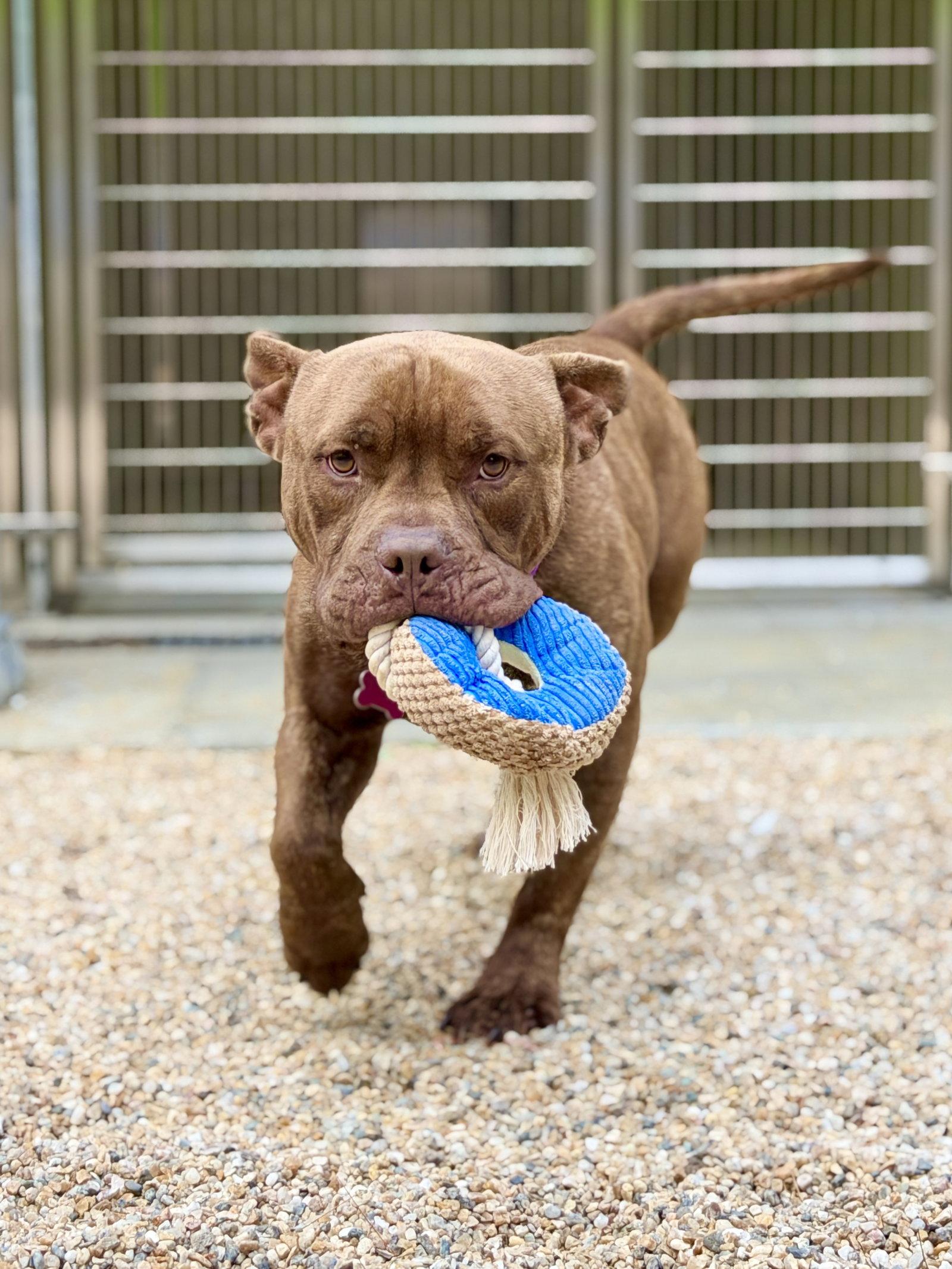 Meatball, a Adoptable American Bulldog in West Cornwall, CT image 1/3