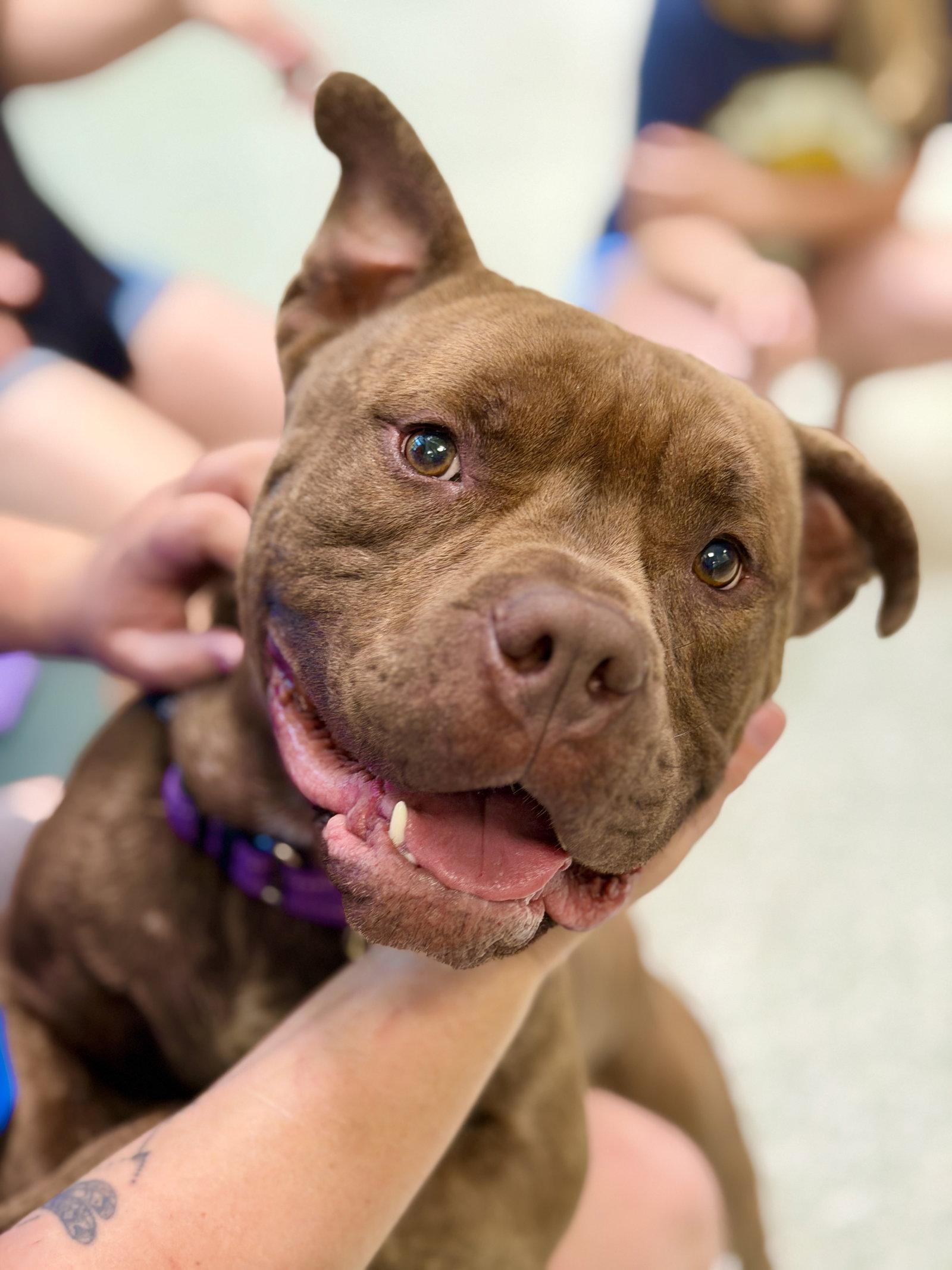 Meatball, a Adoptable American Bulldog in West Cornwall, CT image 2/3