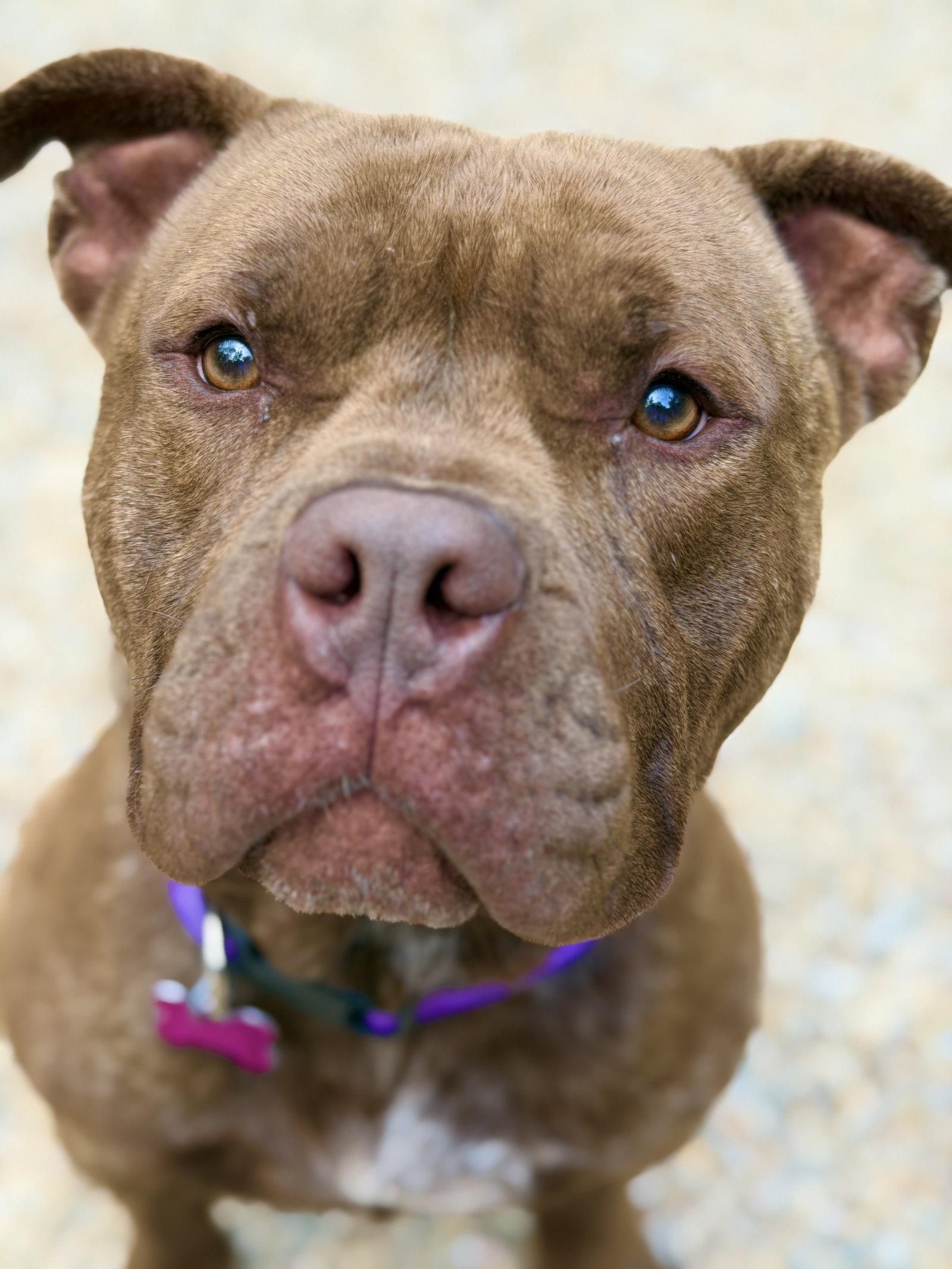 Meatball, a Adoptable American Bulldog in West Cornwall, CT image 3/3