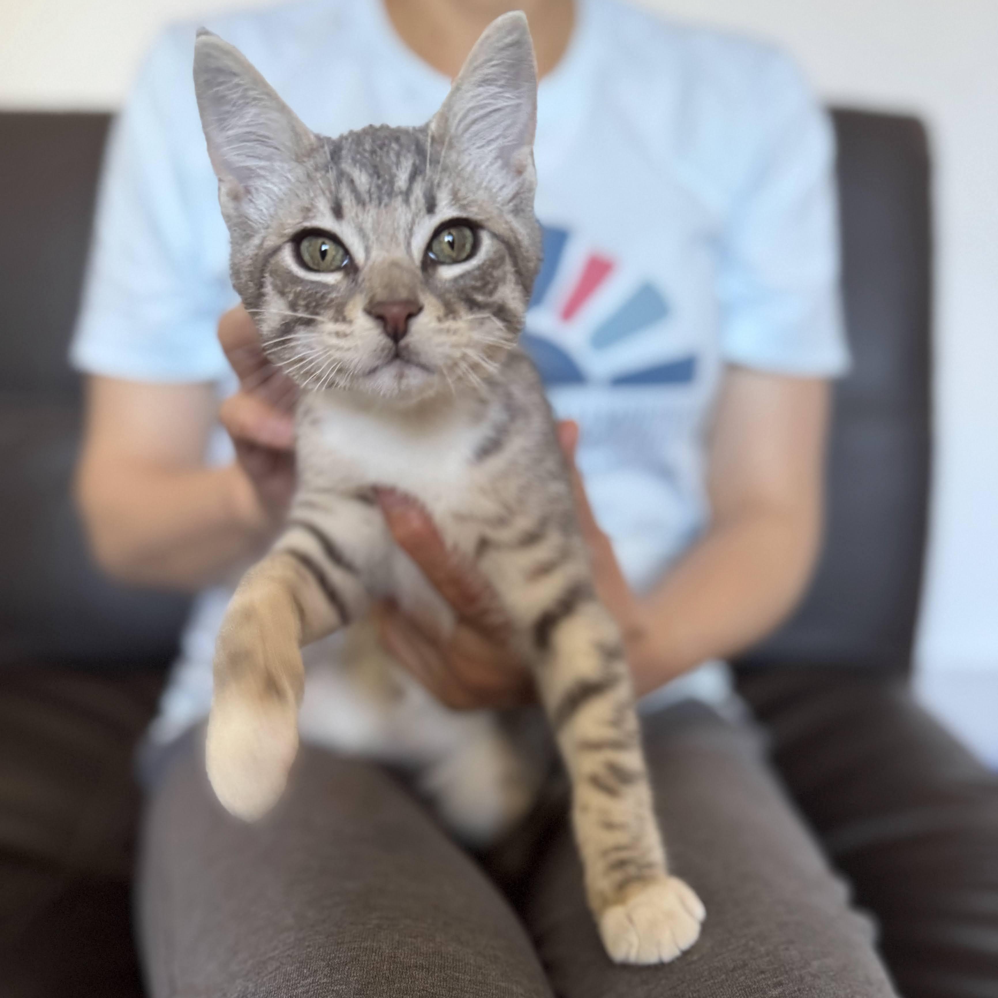 Wobbles (Cerebellar Hypoplasia) Domestic Short Hair Cat