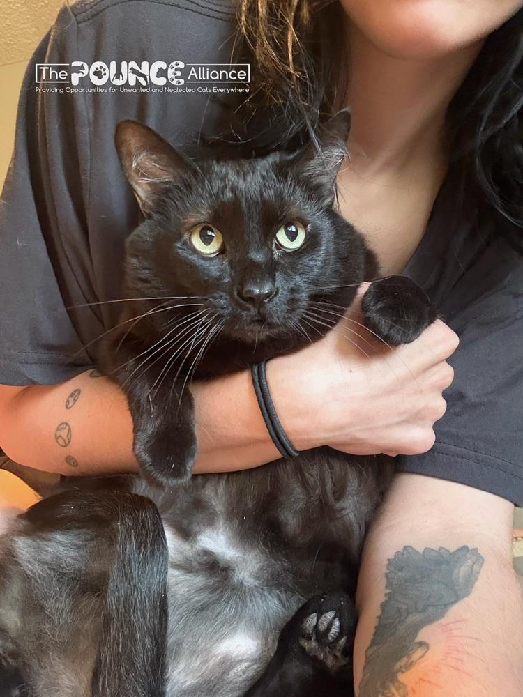 Sinkhole Stephanie, Adoptable, Adult Female Domestic Short Hair.