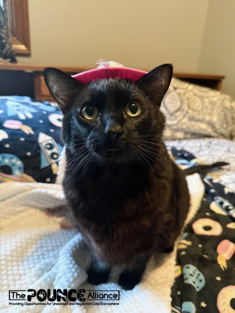 Enlarge Sinkhole Stephanie, a Adoptable mixed breed in Liberty Lake, WA image 2/4