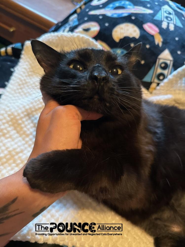 Enlarge Sinkhole Stephanie, a Adoptable mixed breed in Liberty Lake, WA image 3/4