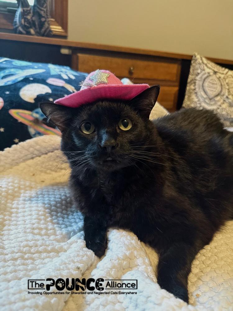 Enlarge Sinkhole Stephanie, a Adoptable mixed breed in Liberty Lake, WA image 4/4