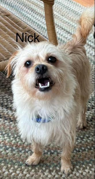 Benji Nick in RI, Adoptable, Adult Male Terrier.