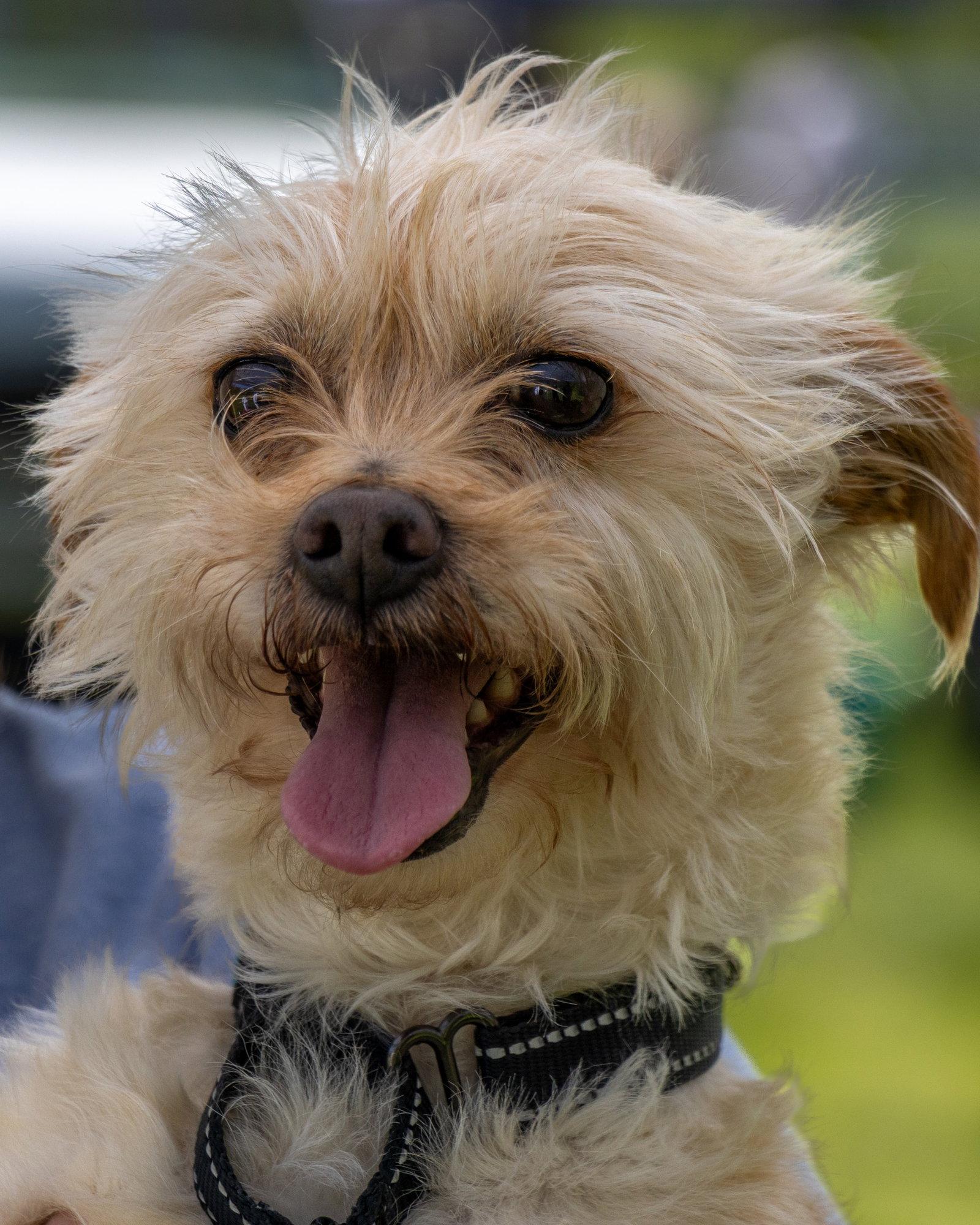 Benji in RI, a Adoptable Terrier in Cranston, RI image 1/3