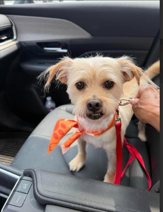 Benji Nick in RI, a Adoptable Terrier in Cranston, RI image 2/3