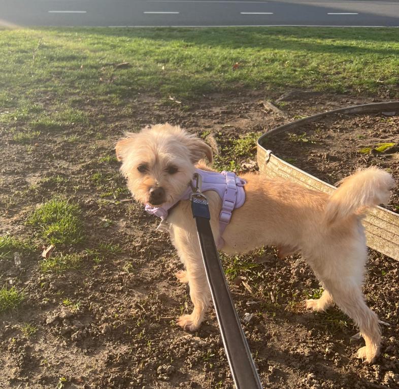 Benji Nick in CT, Adoptable, Adult Male Terrier.