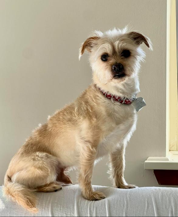 Enlarge Benji Nick in CT, a Adoptable Terrier in Cranston, RI image 2/3