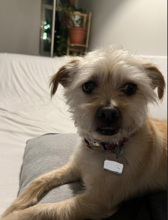 Enlarge Benji Nick in CT, a Adoptable Terrier in Cranston, RI image 3/3