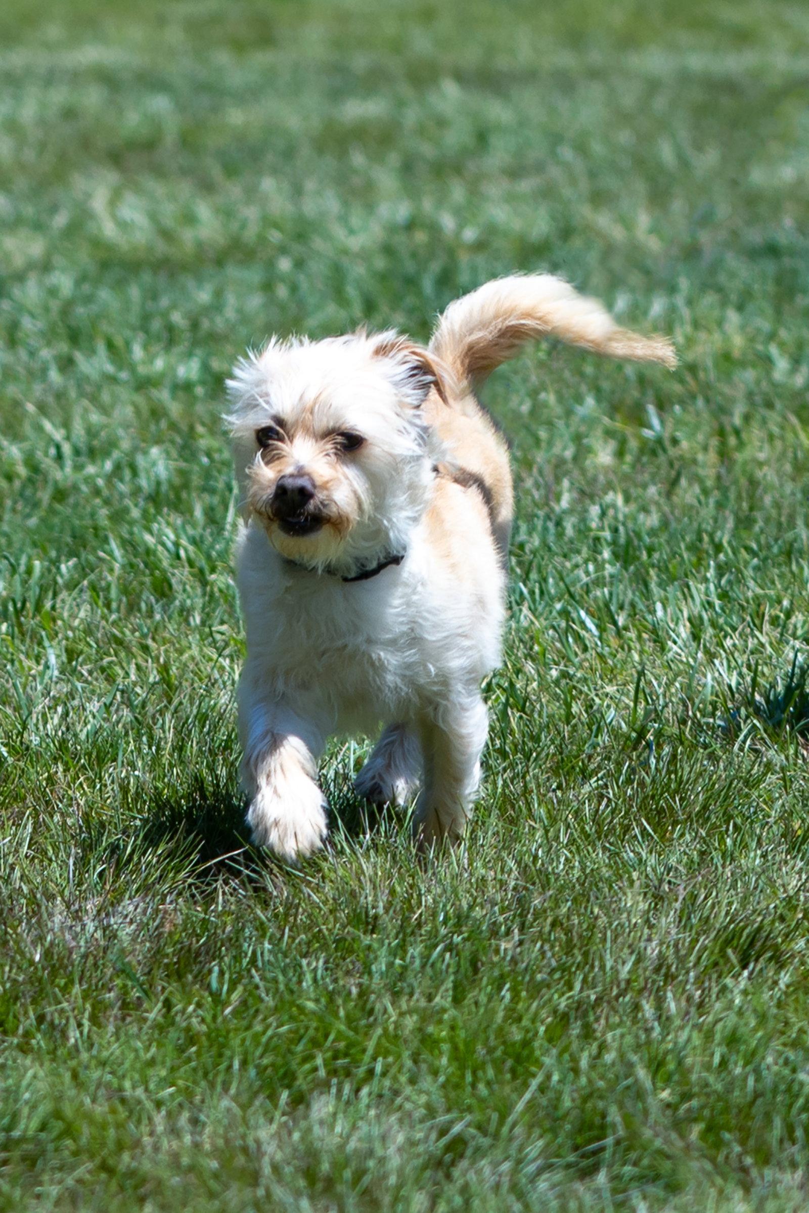 Benji in RI, a Adoptable Terrier in Cranston, RI image 3/3