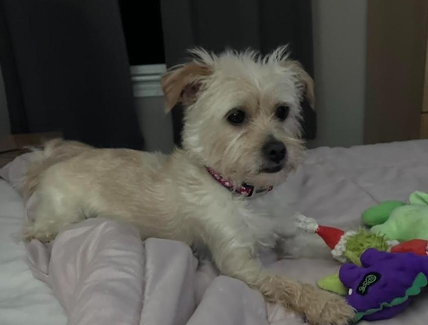 Benji Nick in RI, a Adoptable Terrier in Cranston, RI image 3/3