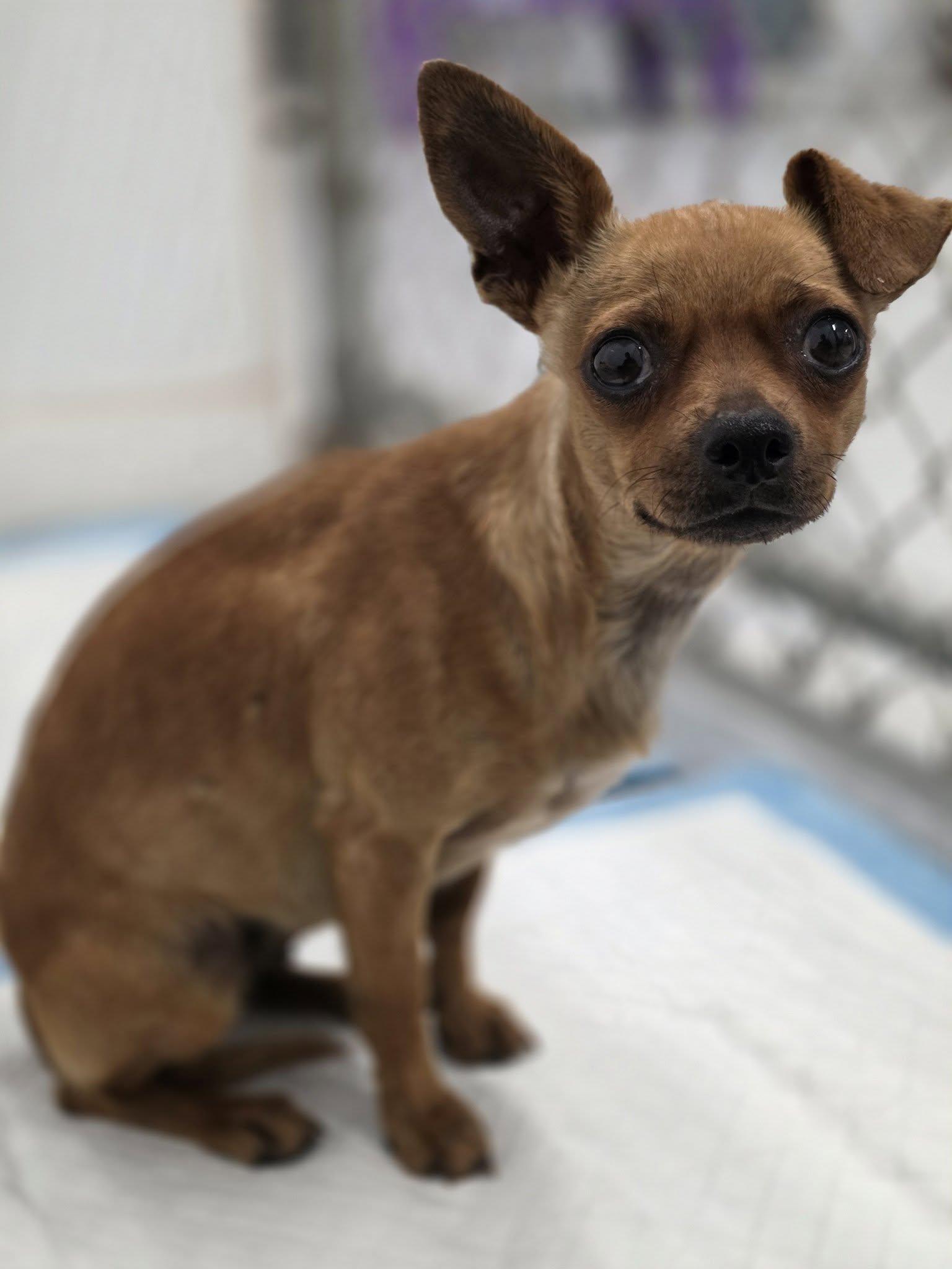 Enlarge Leah, an adopted Chihuahua in Shelby, MI image 1/1