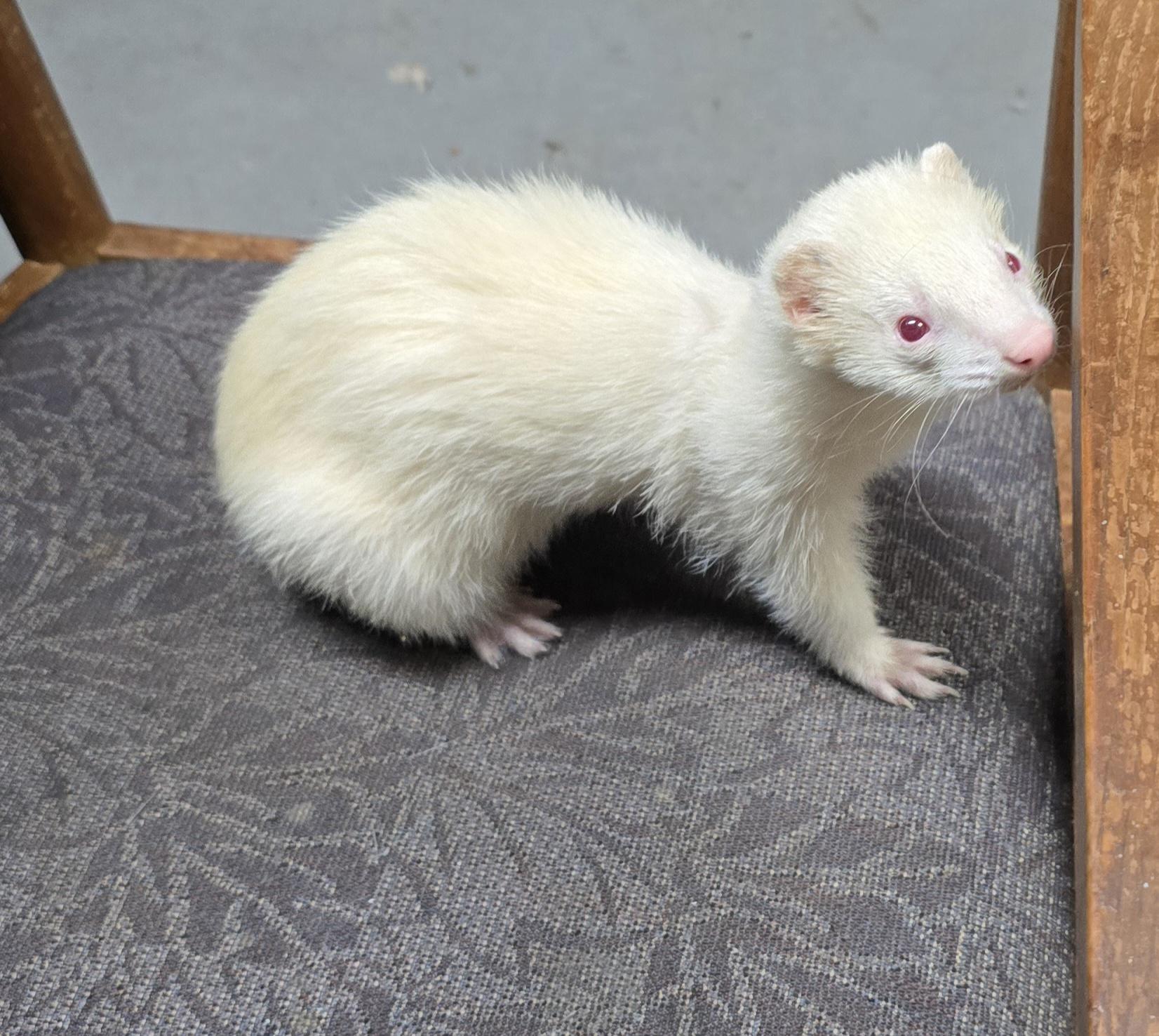 Swiper, ADOPTABLE, Adult Male Ferret.