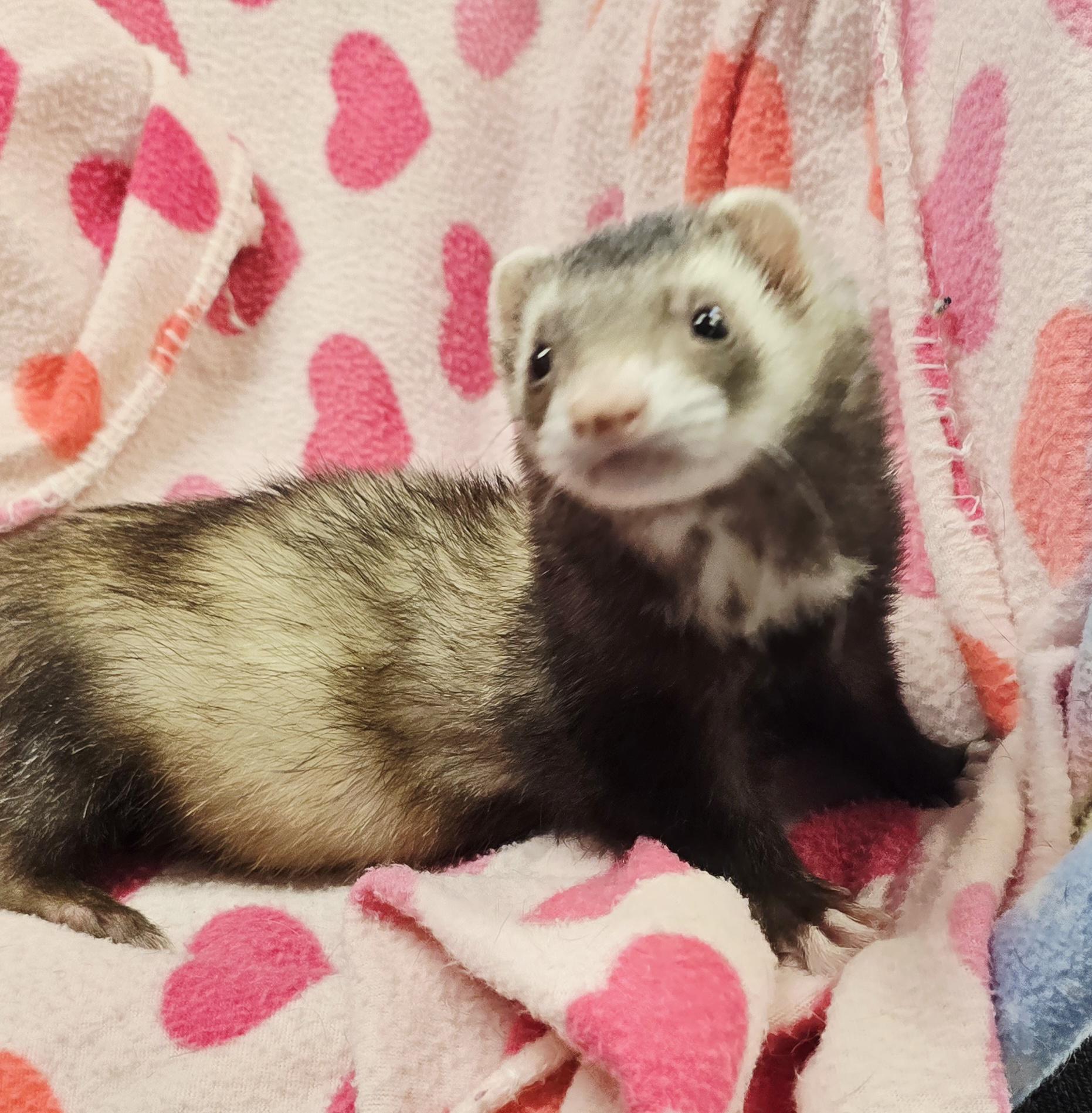 Enlarge Swiper, a ADOPTABLE Ferret in Randolph, NJ image 3/4