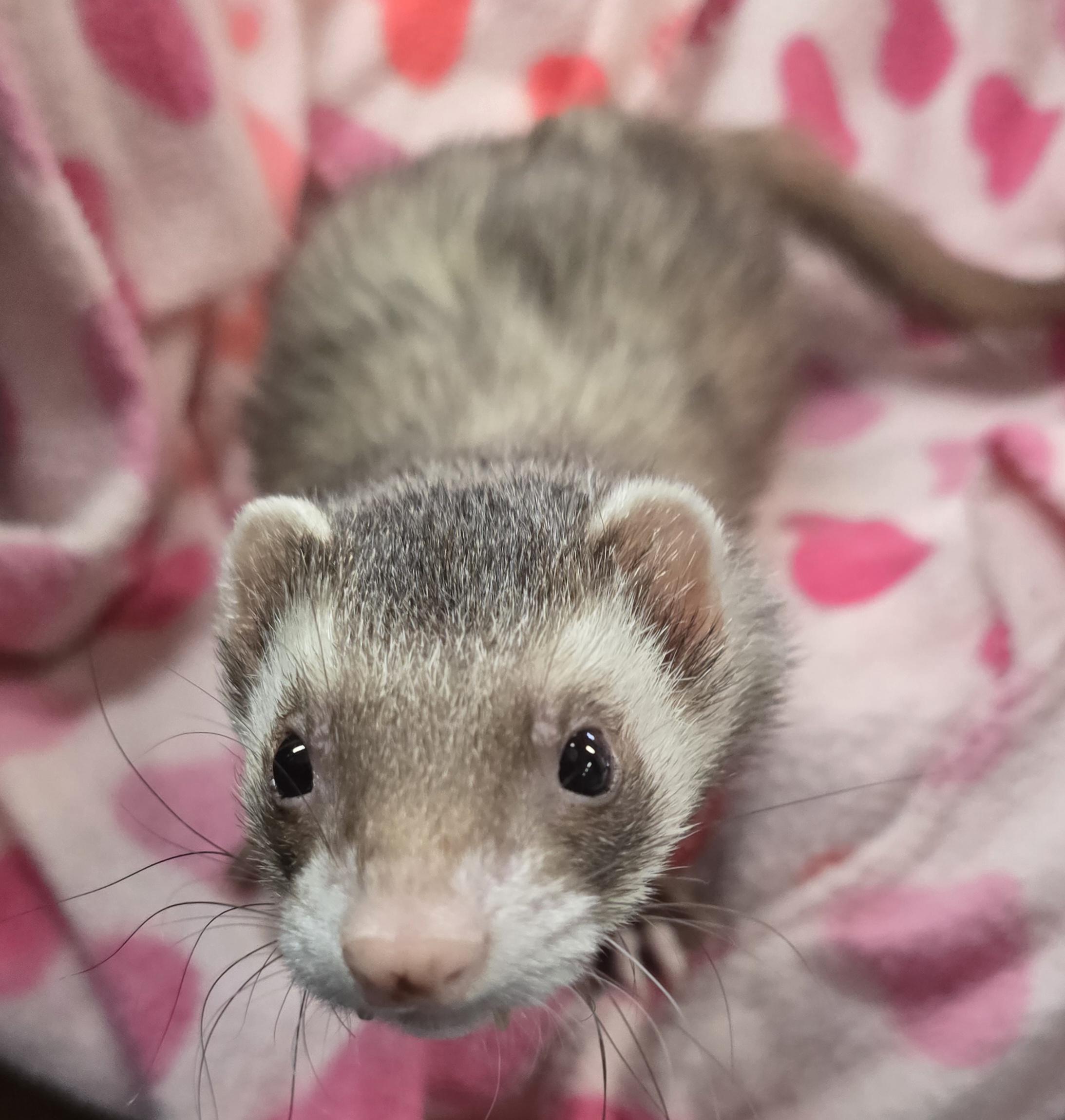 Enlarge Swiper, a ADOPTABLE Ferret in Randolph, NJ image 2/4