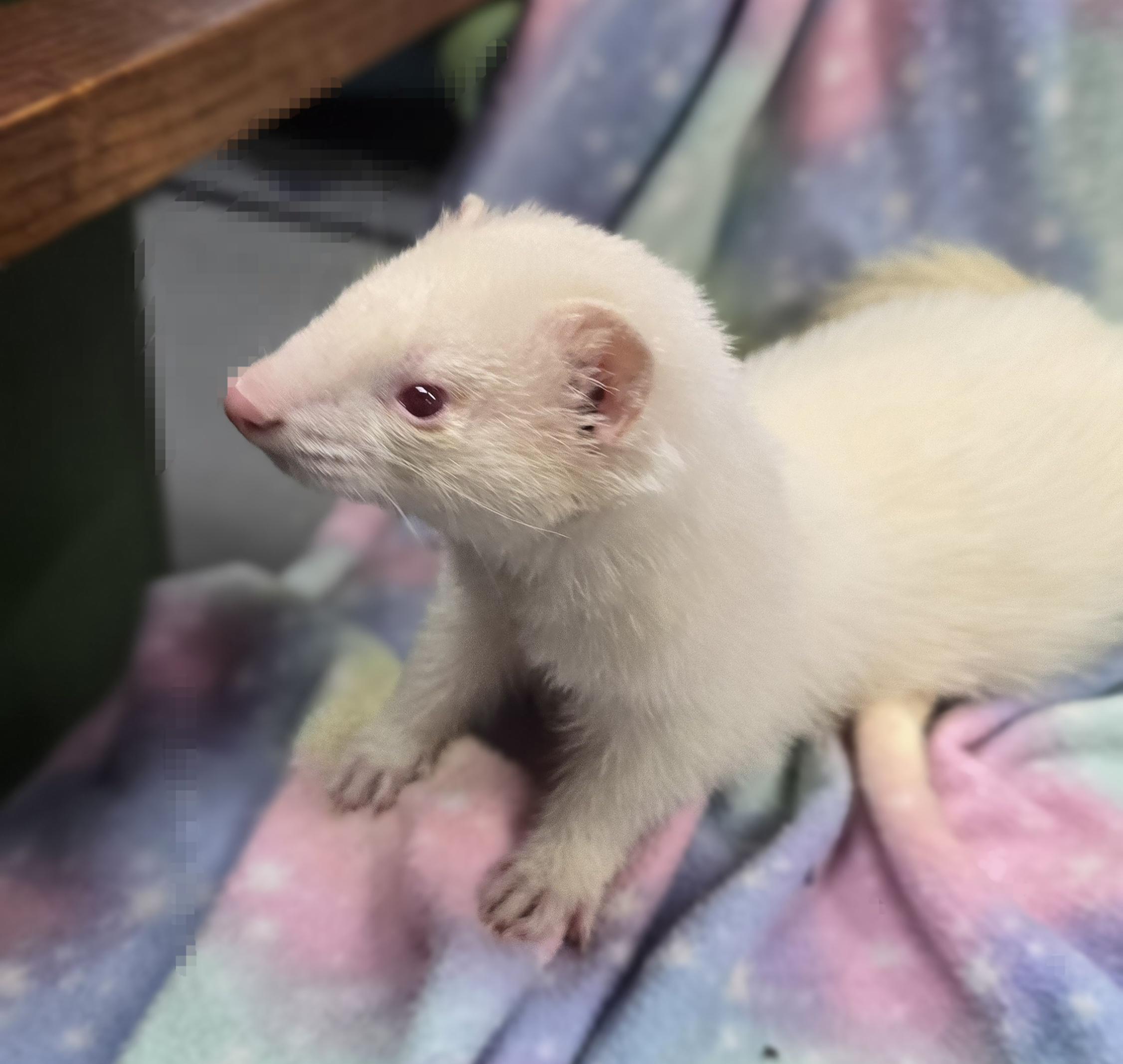 Enlarge Swiper, a ADOPTABLE Ferret in Randolph, NJ image 4/4