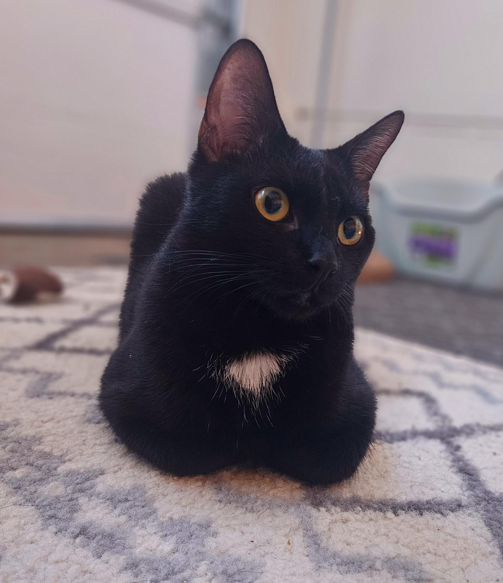 Shepard (bonded to Lumi)