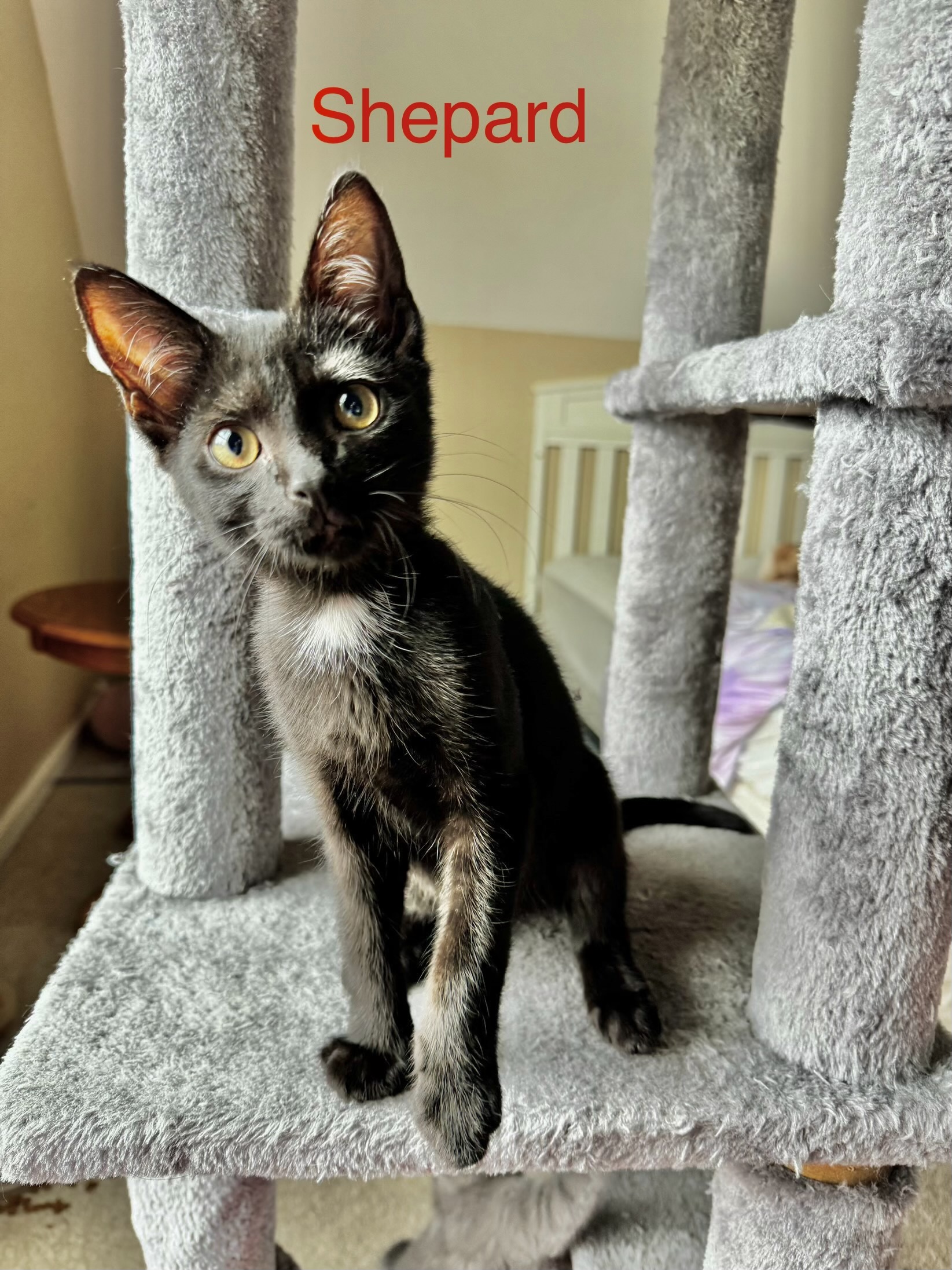 Shepard (bonded to Lumi) 3