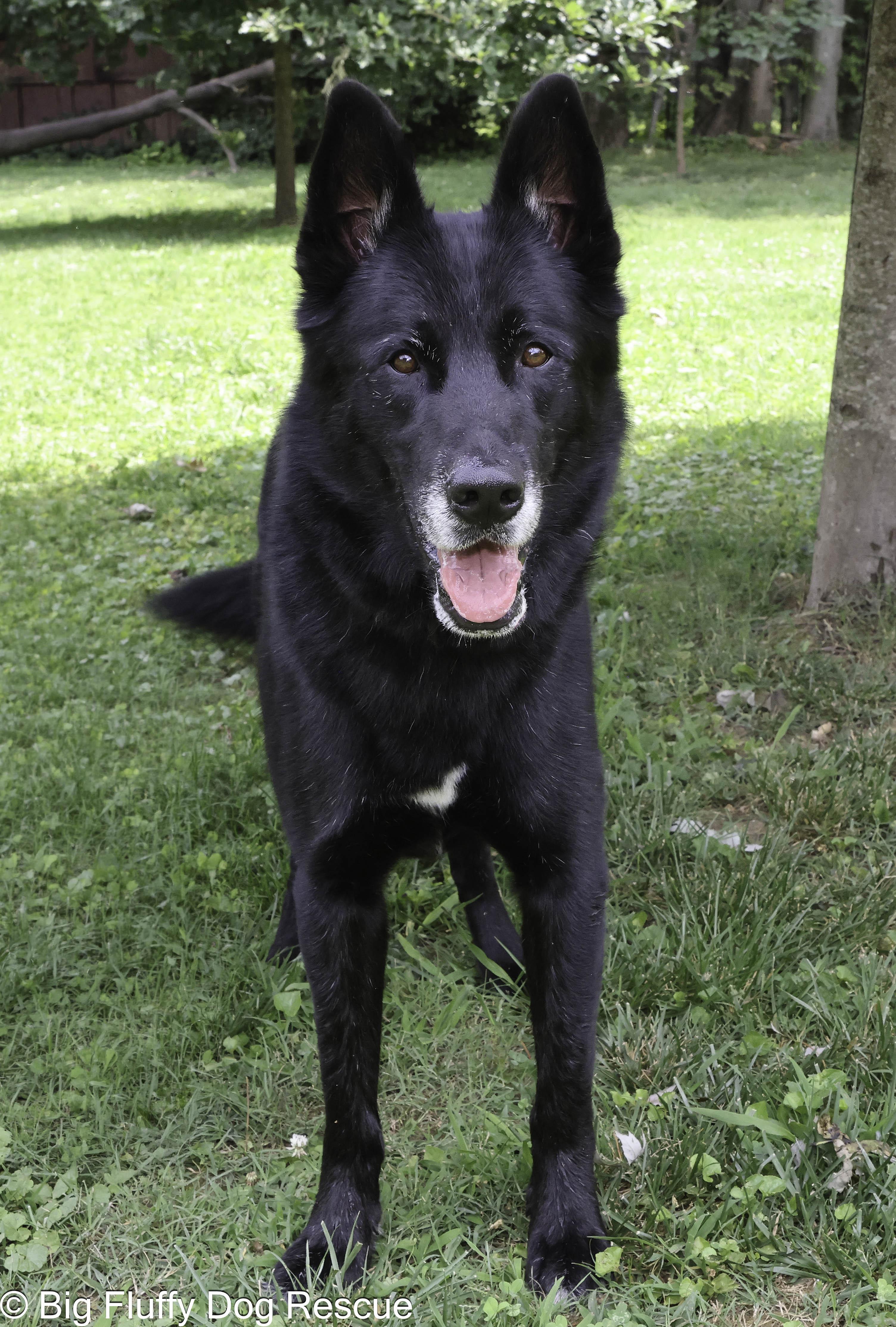 Enlarge Indiana and Inigo, a Adoptable Shepherd in Asheville, NC image 4/6