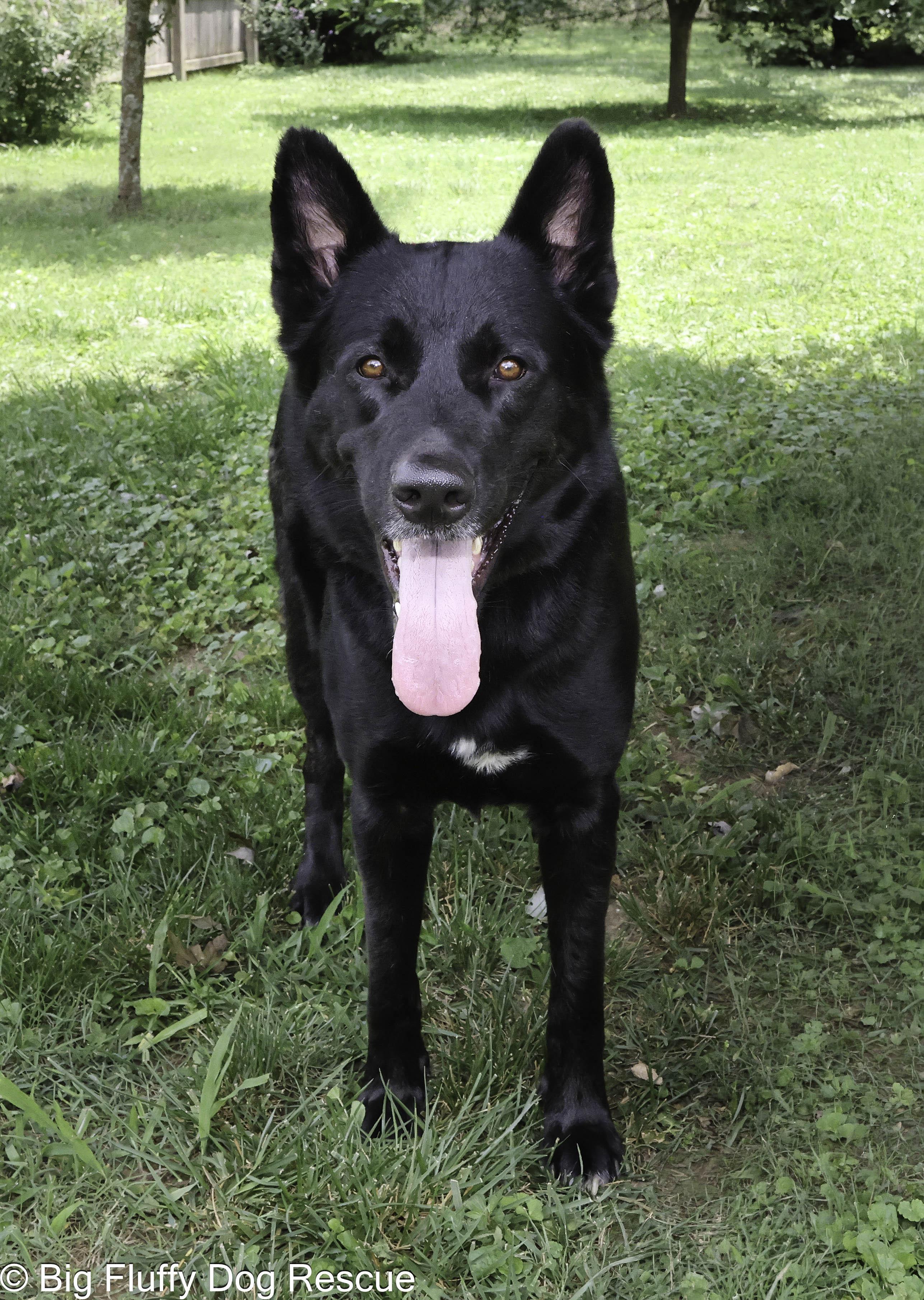 Enlarge Indiana and Inigo, a Adoptable Shepherd in Asheville, NC image 2/6