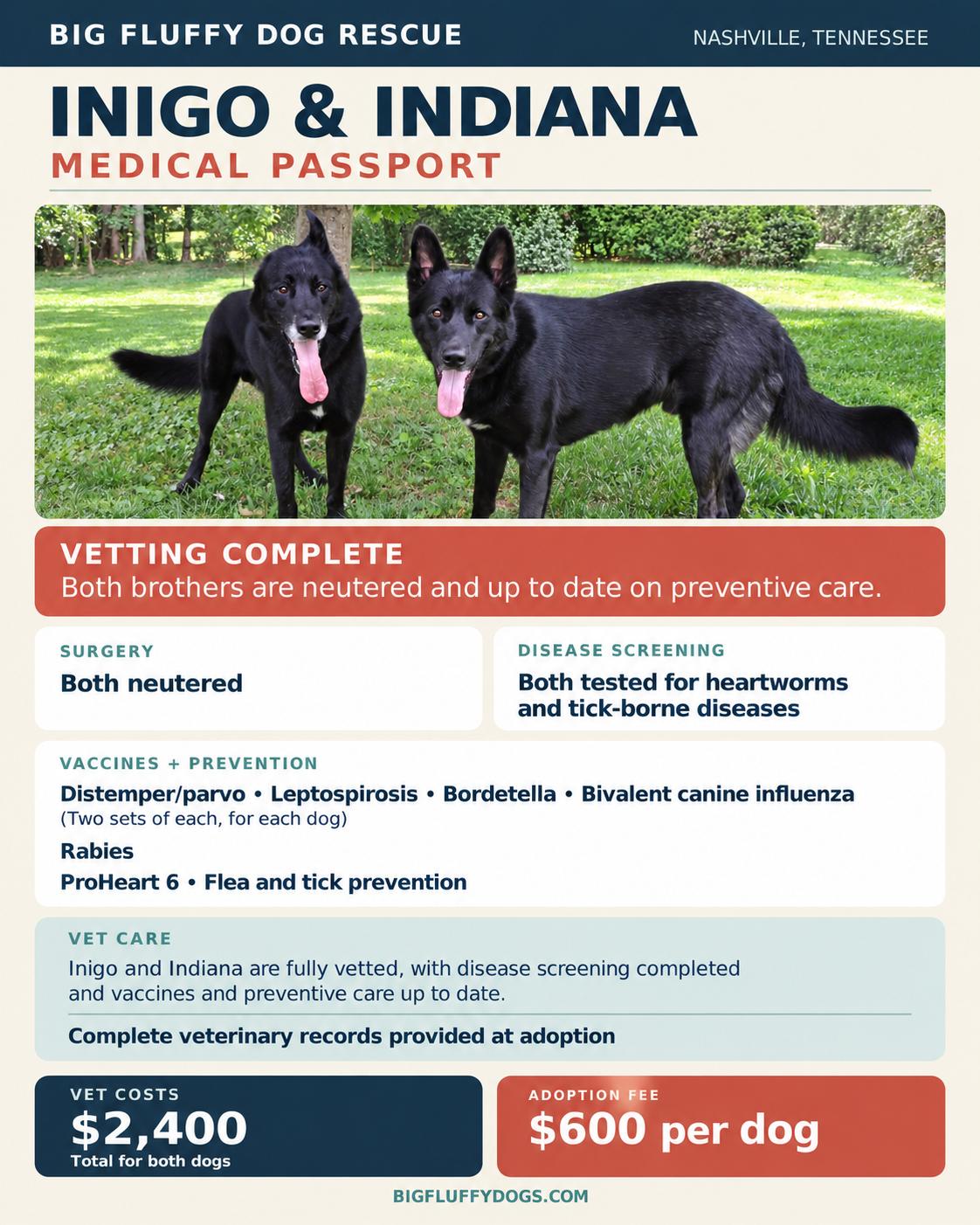 Enlarge Indiana and Inigo, a Adoptable Shepherd in Asheville, NC image 6/6