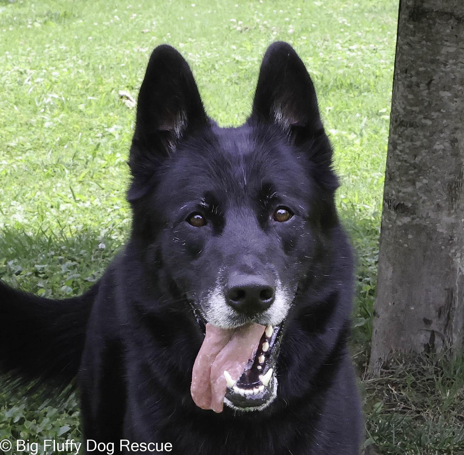 Enlarge Indiana and Inigo, a Adoptable Shepherd in Asheville, NC image 3/6