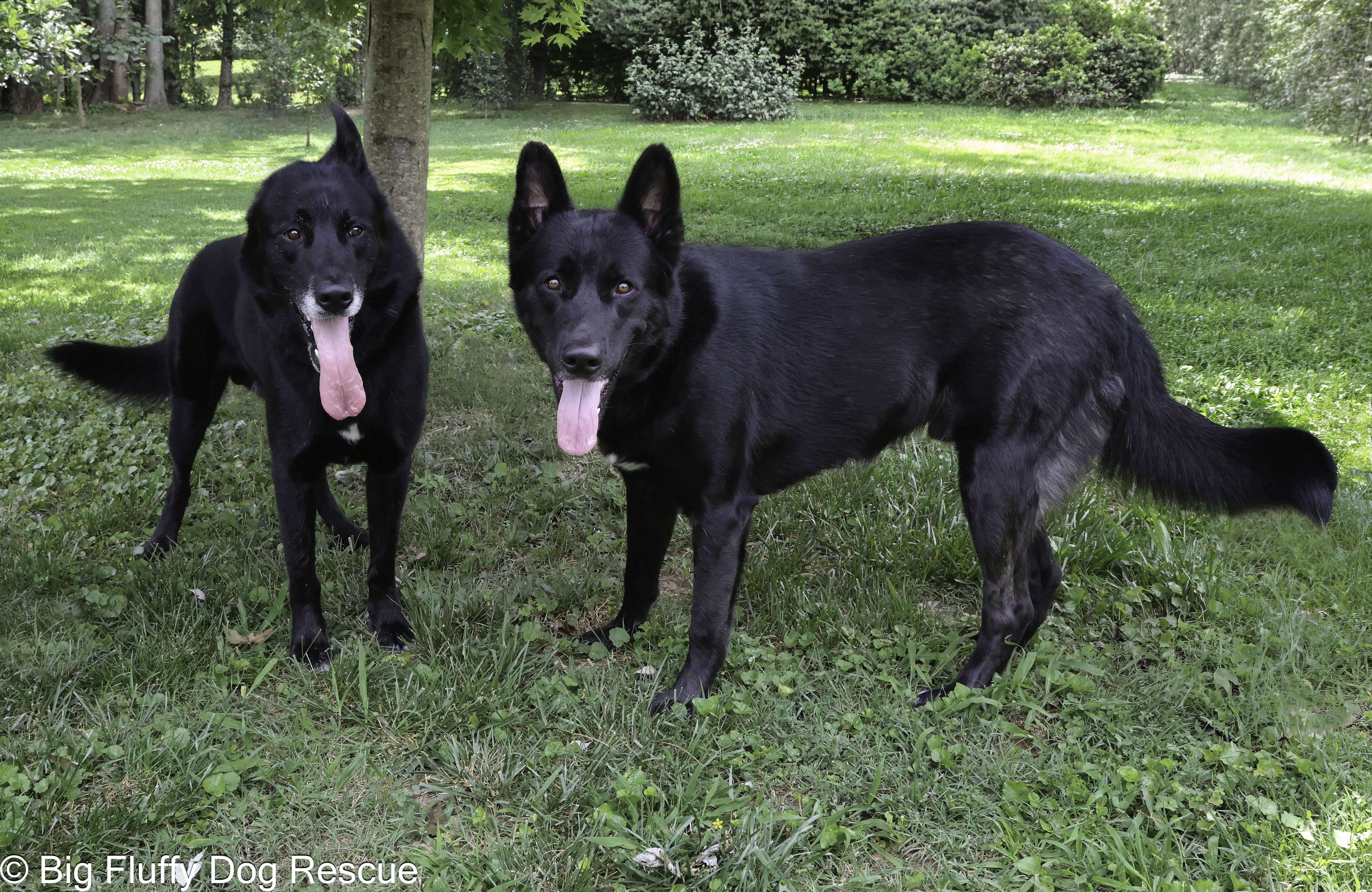 Enlarge Indiana and Inigo, a Adoptable Shepherd in Asheville, NC image 5/6